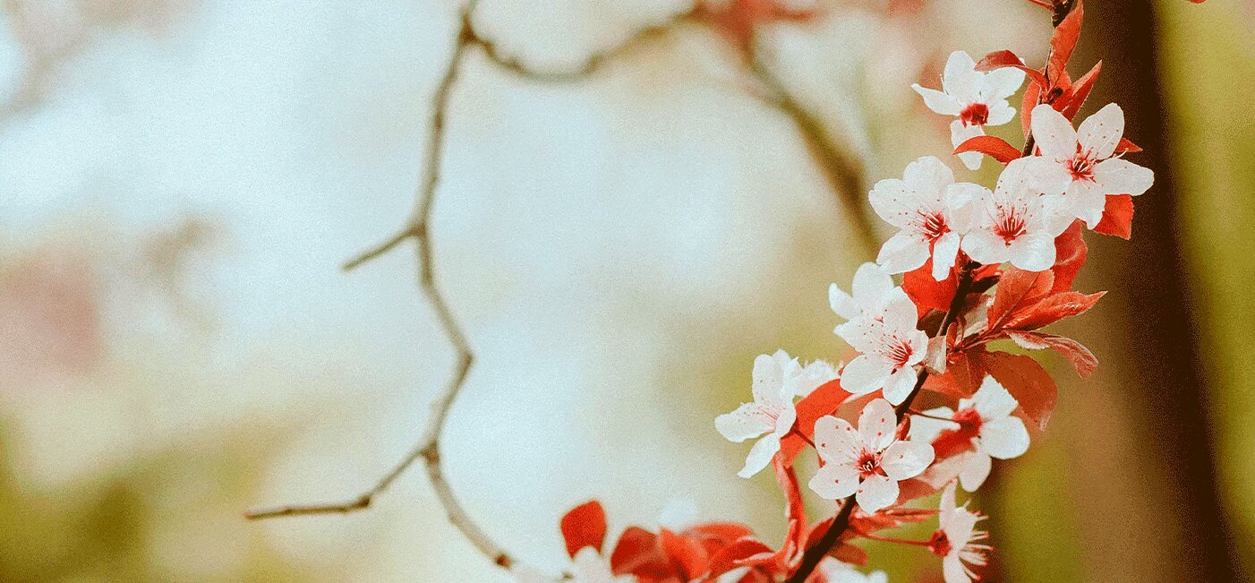 Приглашаем на праздник весны со скидкой